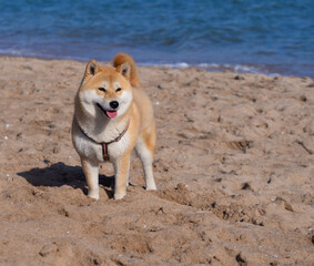 Shiba Inu puppy looks like a little fox