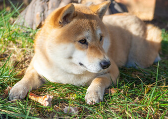 Shiba Inu puppy looks like a little fox