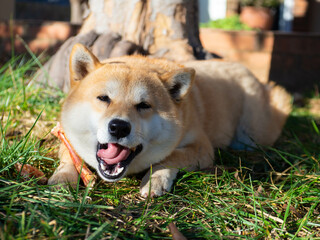 Shiba Inu puppy looks like a little fox