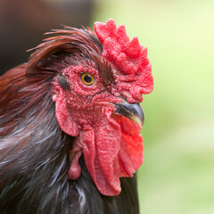 Head shot of a red brown rooster