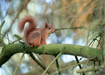 European squirrel on a branch