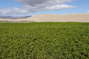 Vegetation in den Dünen von Maspalomas