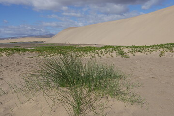 Dünen Maspalomas mit Strandhafer