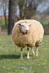 White Flemish sheep ewe in meadow