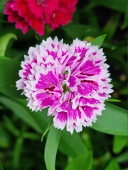 Pink Dianthus