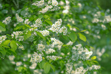 Bird cherry in white flowers on a background of bright green leaves. Background. Selective focus on individual flowers