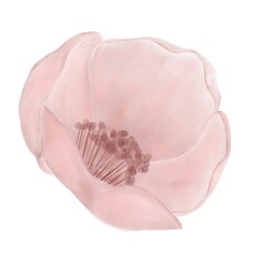 Delicate cherry blossom on white background, isolated, spring