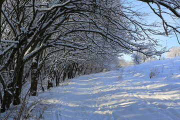 winter pathway in park