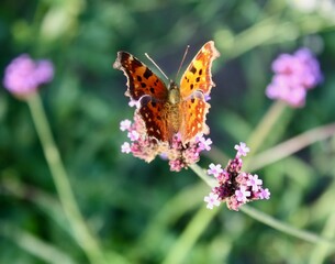 butterfly on flower
