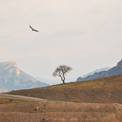Fototapeta premium Lonely tree growing on top of the cliff. Green tree growing on top of the rock. Dramatic alpine scenery with high mountain valley in sunlight under pink cloudy sky. Square background.