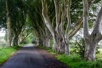 The old trees in the countryside