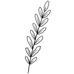 Leaf branch vecor, leaf vector, branch leaves