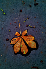 A fallen yellow chestnut leaf on the ground. Autumn background.