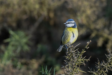 A portrait of a blue tit, Cyanistes caeruleus, as it sits perched on a gorse branch with a natural...