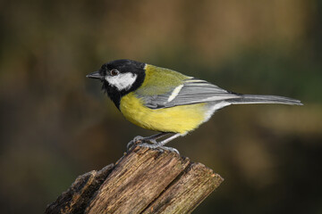 Perched on an old tree stump is a side profile image of a great tit, Parus major.