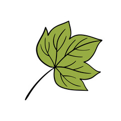 Fall leaf, autumn leaf, leaf illustration, vector