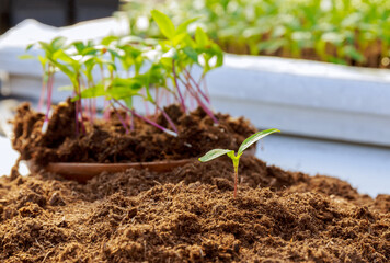 Pepper seedlings grow in the soil. The soil for pepper seedlings should be loose, nutritious, neutral or slightly acidic.