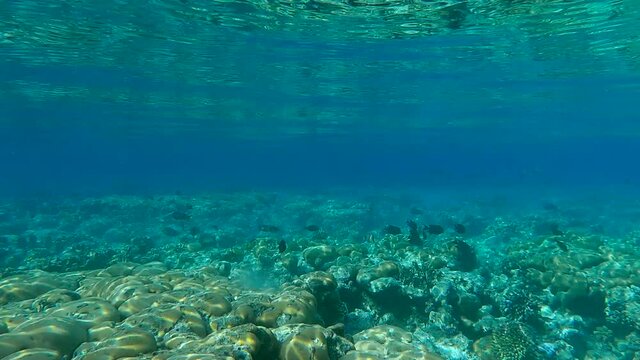 School of tropical ish swims in the blue water on shallow water coral reef (4K - 60fps)