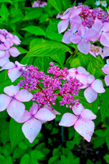 Fototapeta premium A branch of flowering hydrangeas in a garden or park in the summer.