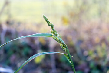 Green plant in Vaduz in Liechtenstein