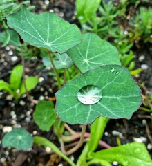 water drops on a leaf