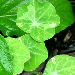 Varigated Nasturtuim