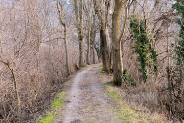Walking through a forest in Vaduz in Liechtenstein