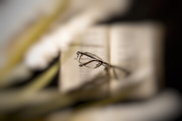 macro of a spider
