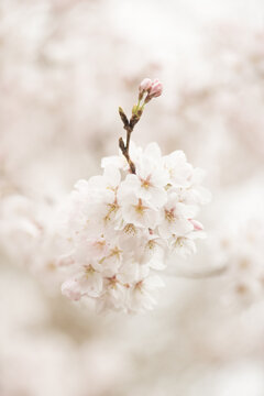 Close up of branch of blossoming white and pink cherry tree blossom in spring