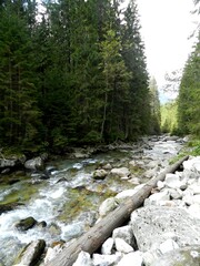Mountain flowing through the national park Spring, summer. Perfect for wallpaper. 