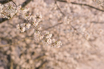 花のボケをバックにソメイヨシノの枝と花