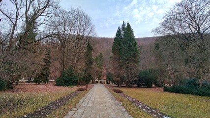 road in the woods