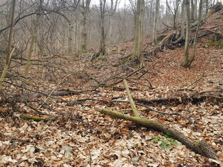 tree in the forest