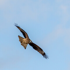 Obraz premium 日本の空を飛ぶ猛禽類