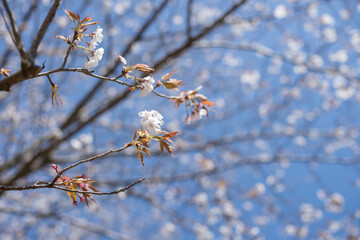 花のボケをバックに山桜の枝と花