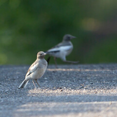 日本の森で遊ぶセキレイ