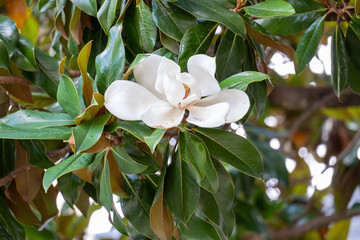 Flower of the Magnolia grandiflora, the Southern magnolia © mestock