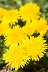 セイヨウタンポポの花花のアップ