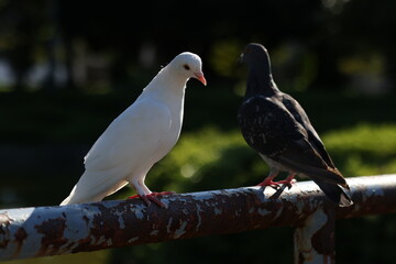 日本の幸せな白い鳩
