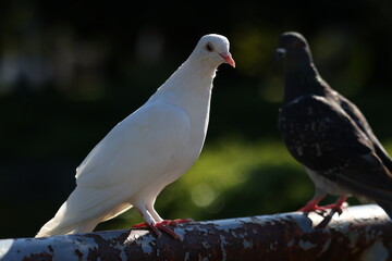 日本の幸せな白い鳩