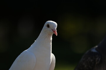 日本の幸せな白い鳩