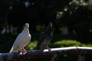 日本の幸せな白い鳩