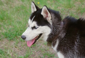 Obraz premium dog, husky, animal, pet, siberian, portrait, white, puppy, breed, fur, canine, siberian husky, wolf, cute, malamute, pets, animals, mammal, purebred, alaskan, friend, black, blue, snow, domestic