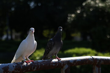 日本の幸せな白い鳩
