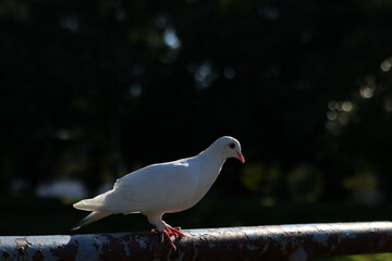 日本の幸せな白い鳩