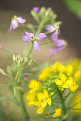 ダイコンとコマツナの花