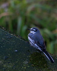 Obraz premium 日本の森で遊ぶセキレイ