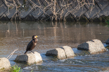 日本の川で遊ぶ川鵜