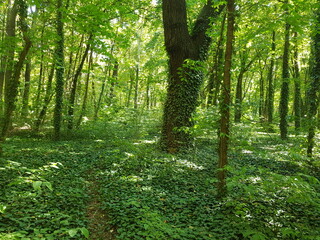 forest in the morning