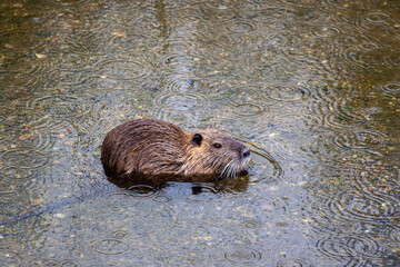 日本の川で遊ぶヌートリア